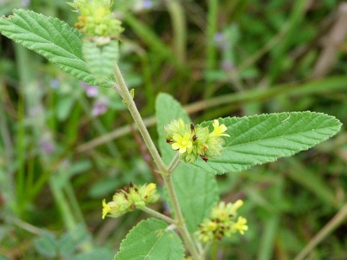 Waltheria Indica