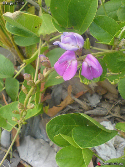 Baybean Canavalia Maritima