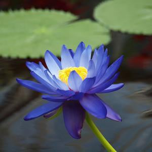 Lotus bleu - Nymphaea caerulea