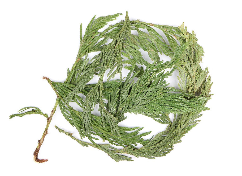 Feuille de cèdre
