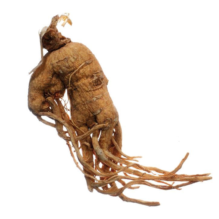 Panax au ginseng
