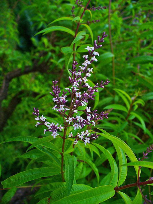Beebush citronné - Vervaine - Aloysia Citrodora
