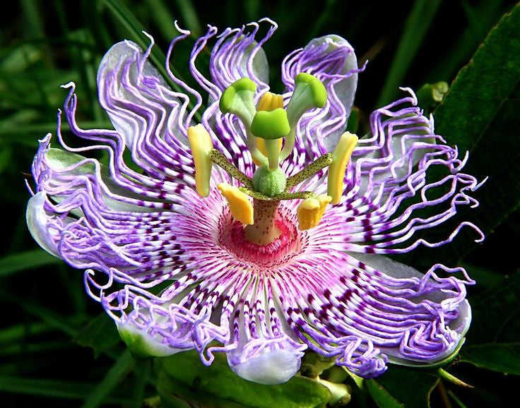 Fleur de la passion