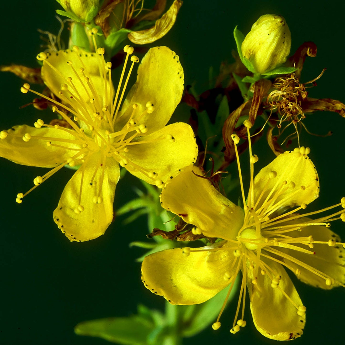 Millepertuis - Millepertuis - Hypericum Perforatum