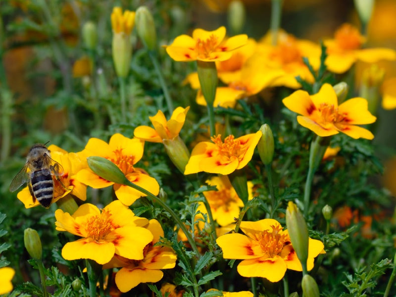 Tagetes Lucida
