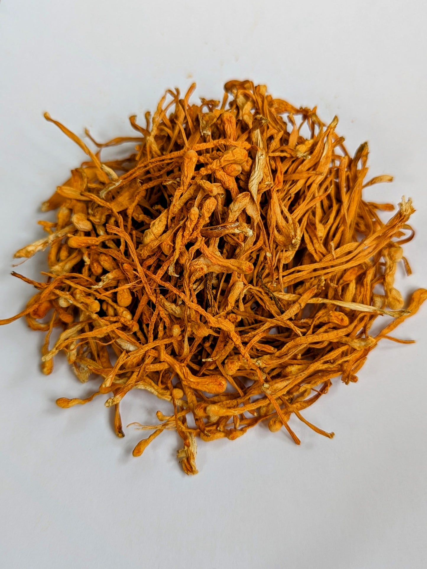 Cordyceps en tranches