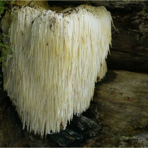 Lion's Mane Mushroom WHOLE
