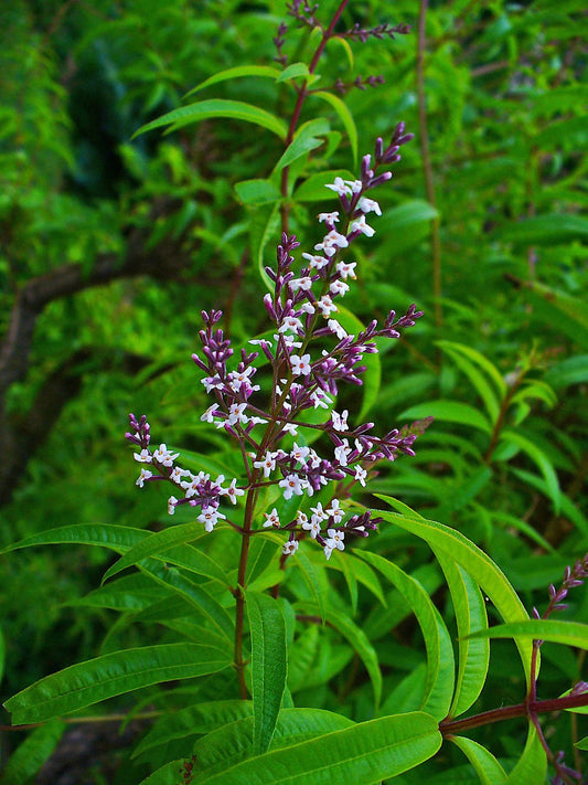 Lemon Beebush- Vervaine - Aloysia Citrodora