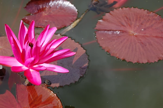 Nénuphar rouge