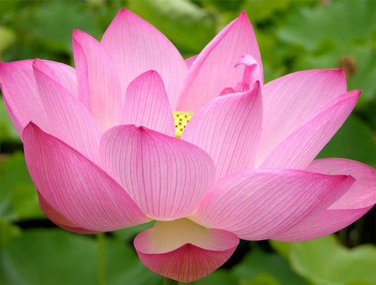 Pink Lotus