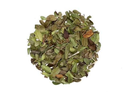 Uva Ursi - Feuilles d'Arctostaphylos